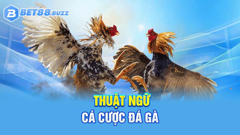 Thuật ngữ đá gà